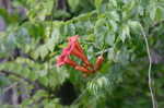 Trumpet creeper